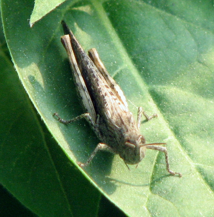 piccola cavalletta grigia: cf Chorthippus(Glyptobothrus) sp.